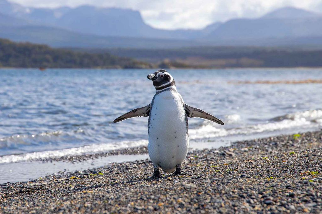 Hopefully we'll spot some penguins in Argentine Patagonia - The final stop on our RTW trip itinerary